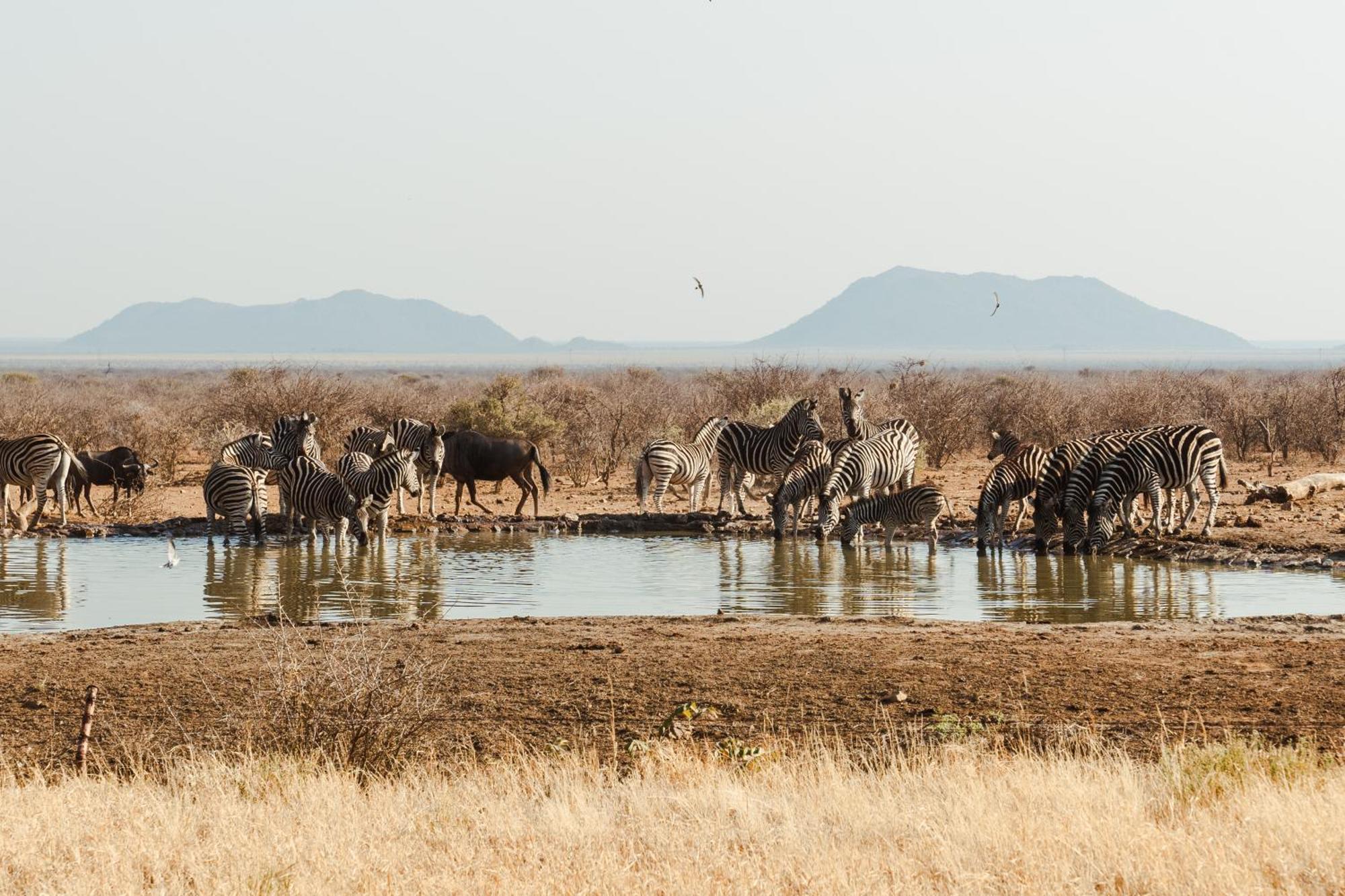 Last Word Madikwe Madikwe Game Reserve Exterior photo